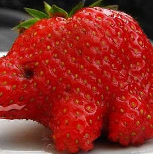 Meet your Posher, Abbey